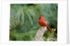 Northern Cardinal by Anonymous