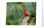 Northern Cardinal by Anonymous