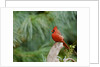 Northern Cardinal by Anonymous