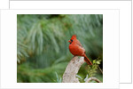 Northern Cardinal by Anonymous