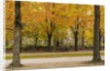 Parc de Bruxelles (Brussels Park) in autumn (fall) by Anonymous