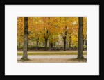 Parc de Bruxelles (Brussels Park) in autumn (fall) by Anonymous