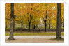 Parc de Bruxelles (Brussels Park) in autumn (fall) by Anonymous