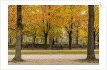 Parc de Bruxelles (Brussels Park) in autumn (fall) by Anonymous