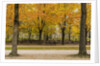 Parc de Bruxelles (Brussels Park) in autumn (fall) by Anonymous