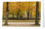Parc de Bruxelles (Brussels Park) in autumn (fall) by Anonymous