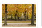 Parc de Bruxelles (Brussels Park) in autumn (fall) by Anonymous
