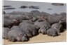 Hippopotamus herd resting by Anonymous
