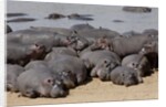 Hippopotamus herd resting by Anonymous