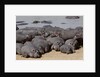 Hippopotamus herd resting by Anonymous
