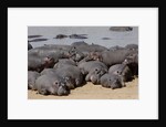 Hippopotamus herd resting by Anonymous