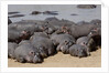 Hippopotamus herd resting by Anonymous