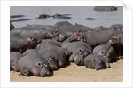 Hippopotamus herd resting by Anonymous