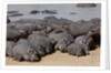 Hippopotamus herd resting by Anonymous