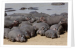 Hippopotamus herd resting by Anonymous