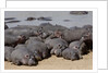Hippopotamus herd resting by Anonymous
