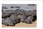 Hippopotamus herd resting by Anonymous
