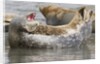 Harbor Seal hauled out by Anonymous