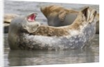 Harbor Seal hauled out by Anonymous