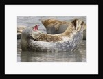 Harbor Seal hauled out by Anonymous