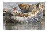 Harbor Seal hauled out by Anonymous