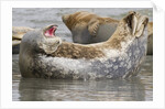Harbor Seal hauled out by Anonymous