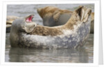 Harbor Seal hauled out by Anonymous