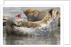 Harbor Seal hauled out by Anonymous