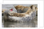 Harbor Seal hauled out by Anonymous