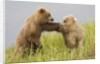 Brown (Grizzly) Bears by Anonymous