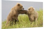 Brown (Grizzly) Bears by Anonymous