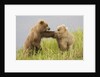 Brown (Grizzly) Bears by Anonymous
