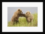 Brown (Grizzly) Bears by Anonymous