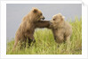 Brown (Grizzly) Bears by Anonymous