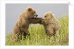 Brown (Grizzly) Bears by Anonymous