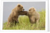 Brown (Grizzly) Bears by Anonymous