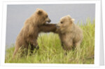 Brown (Grizzly) Bears by Anonymous