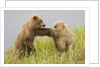 Brown (Grizzly) Bears by Anonymous