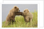 Brown (Grizzly) Bears by Anonymous