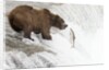 Brown (Grizzly) Bear about to catch a leaping Salmon by Anonymous