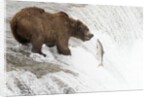 Brown (Grizzly) Bear about to catch a leaping Salmon by Anonymous