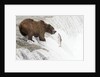 Brown (Grizzly) Bear about to catch a leaping Salmon by Anonymous