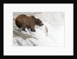 Brown (Grizzly) Bear about to catch a leaping Salmon by Anonymous