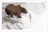 Brown (Grizzly) Bear about to catch a leaping Salmon by Anonymous