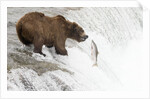 Brown (Grizzly) Bear about to catch a leaping Salmon by Anonymous