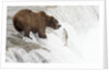 Brown (Grizzly) Bear about to catch a leaping Salmon by Anonymous