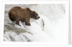 Brown (Grizzly) Bear about to catch a leaping Salmon by Anonymous