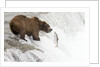 Brown (Grizzly) Bear about to catch a leaping Salmon by Anonymous