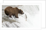 Brown (Grizzly) Bear about to catch a leaping Salmon by Anonymous