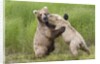 Pair of Brwon (Grizzly) Bears play fighting by Anonymous